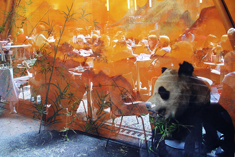 Giant panda at Natural History Museum Café. <br />UNITED KINGDOM, London | 2011