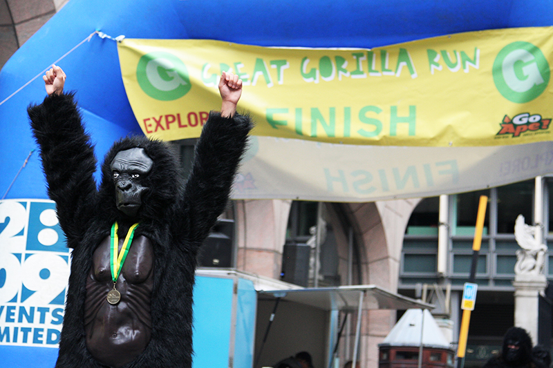 A participant in the Great Gorilla Run, a 7 km fun run to raise funds for a conservation charity. There have been 700 <br />runners in 2010’s event, which is the same number of gorillas left living in the wild. Photo for The Gorilla Organization. <br />UNITED KINGDOM, London | 2010