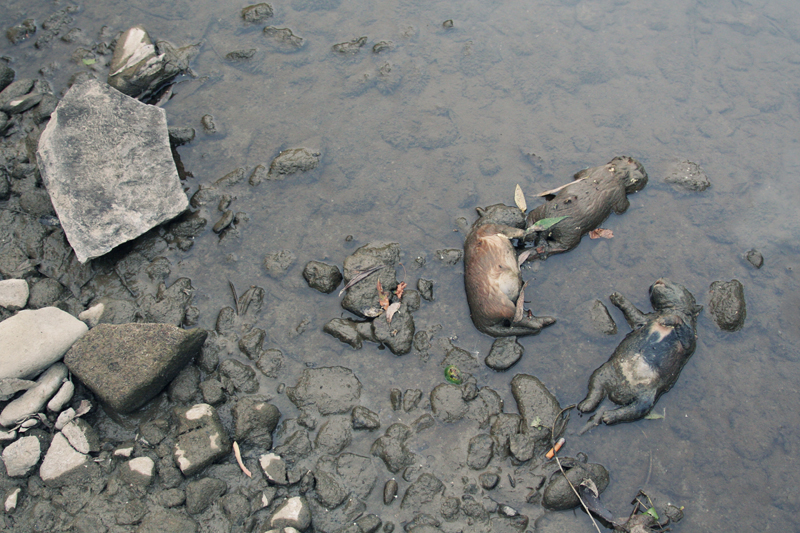 Dead animals dumped in a river.<br />ROMANIA, Brad | 2009